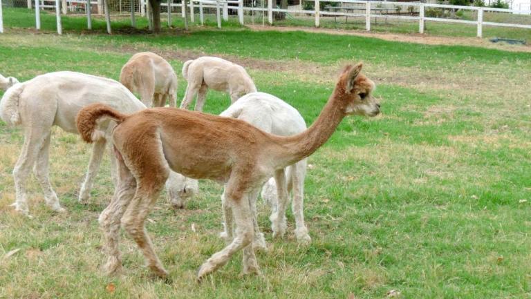 Alpacas